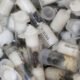 4 Men Charged With Smuggling Thousands of Ants