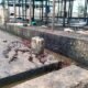 CES Official Orders Suspension of Filthy Rajaf Slaughterhouses
