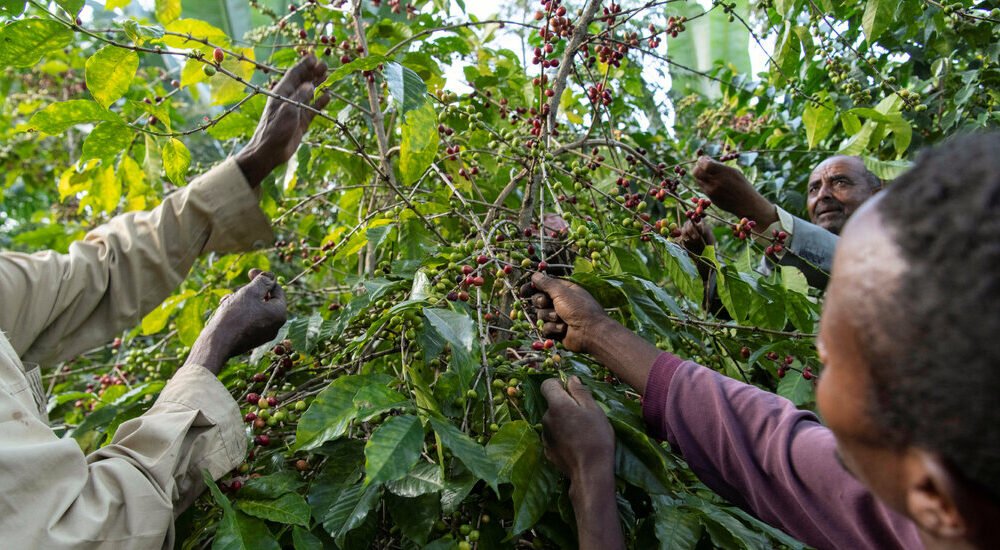 EU Rule Sparks Chaos for Ethiopian Coffee Growers
