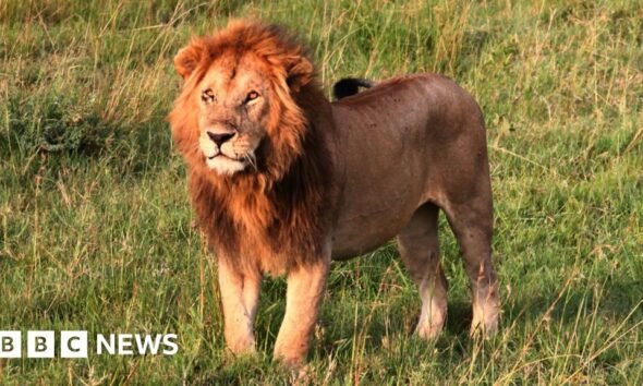 Lion Kills 14-Year-Old Girl in Kenya