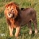 Lion Kills 14-Year-Old Girl in Kenya