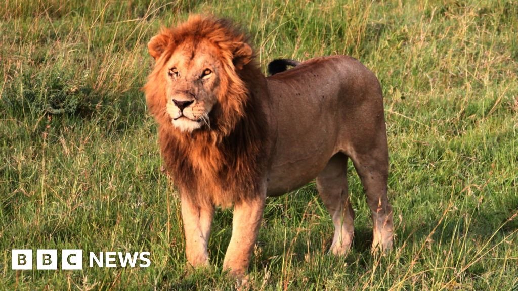 Lion Kills 14-Year-Old Girl in Kenya Lion Kills 14-Year-Old Girl in Kenya
