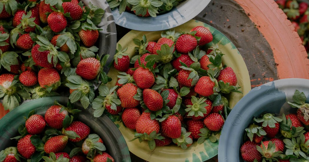 Strawberries Thrive in Africa, Deliciously Strawberries Thrive in Africa, Deliciously