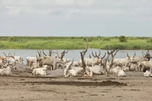 Dinka People of South Sudan – History, Culture & Spiritual Heritage 3 White Nile riverbank cattle camp where the Dinka people of South Sudan water and rest their long-horned oxen during the dry-season migration.