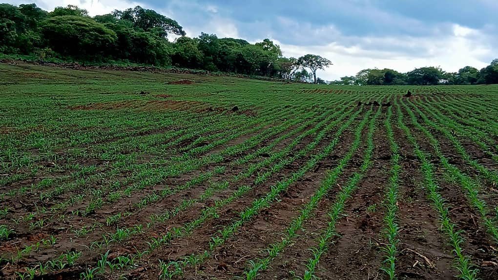 Farmers Advised: Delay Planting Amid Rainfall Warnings Farmers Advised: Delay Planting Amid Rainfall Warnings