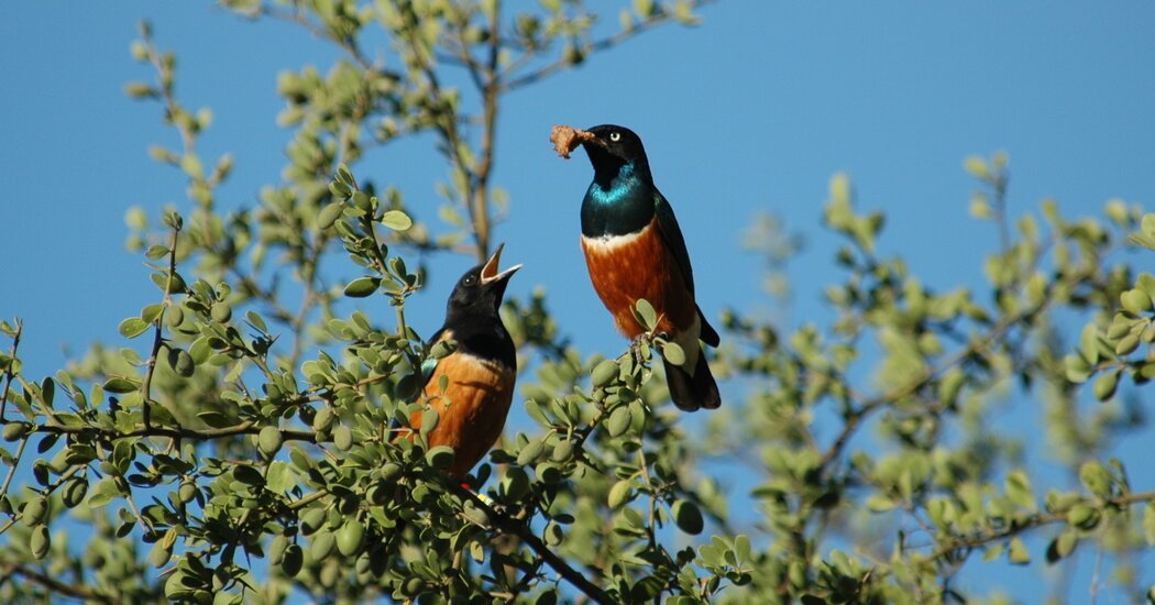 These Beautiful Birds Create Long-Lasting Friendships These Beautiful Birds Create Long-Lasting Friendships